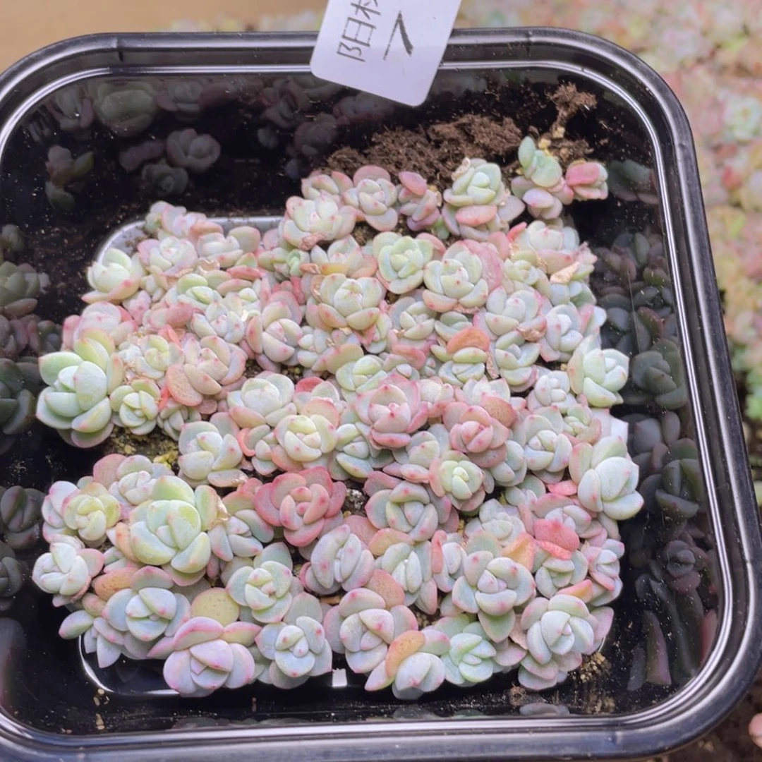 久****k多肉植物多肉植物719