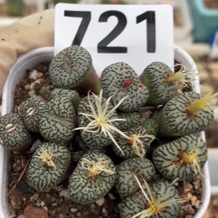 721多肉墨小锥母本带盆ll