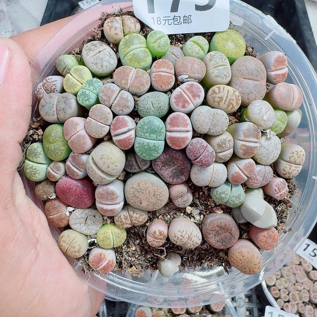 175多肉植物多肉植物