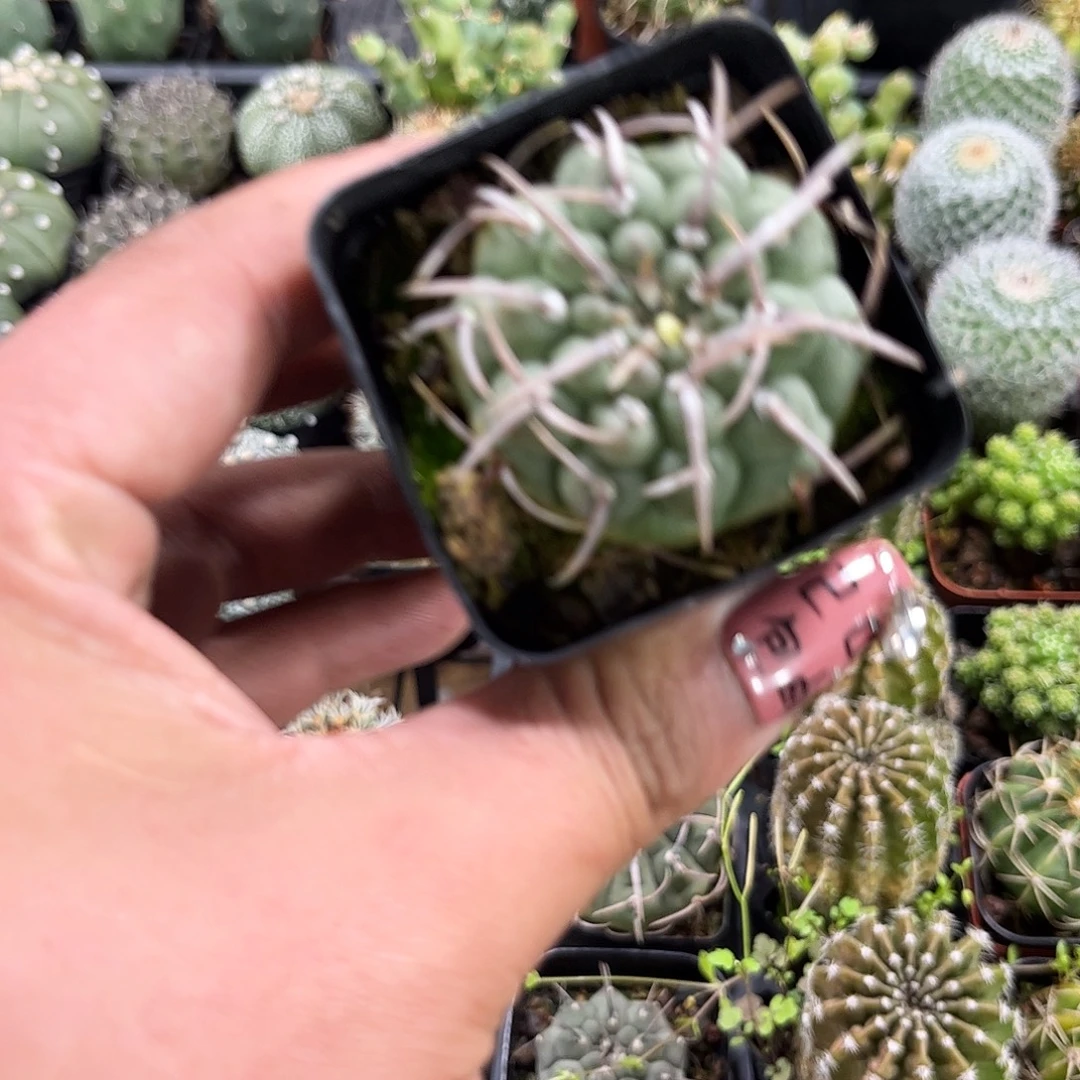 裸恶单头发货单头发