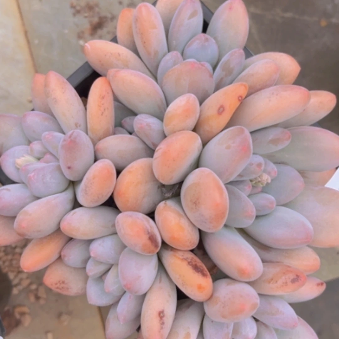 【闪购商品】香水03156