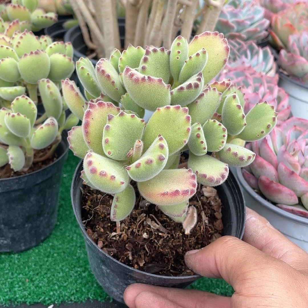 绿熊童子带盆发货