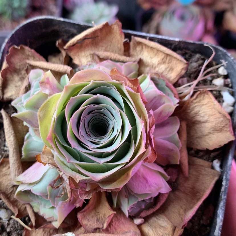 【闪购商品】福利378