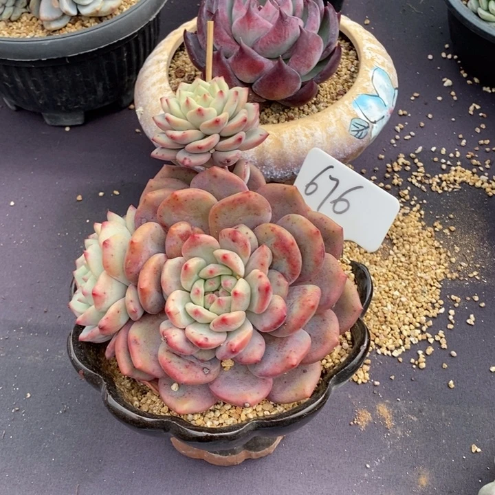 676凌雪肉肉肉肉肉肉