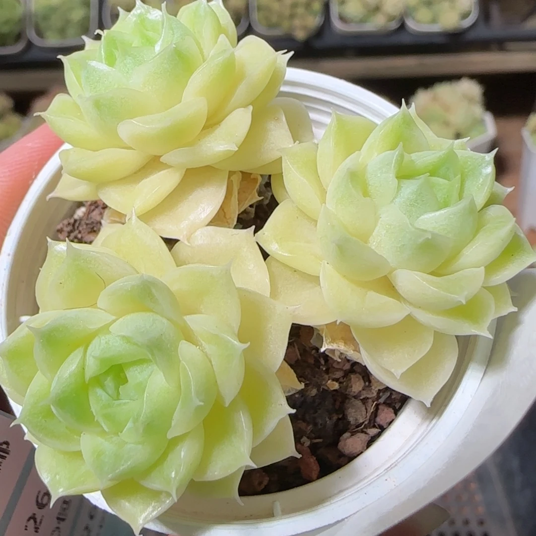 糖***、花语逸镜1026-102