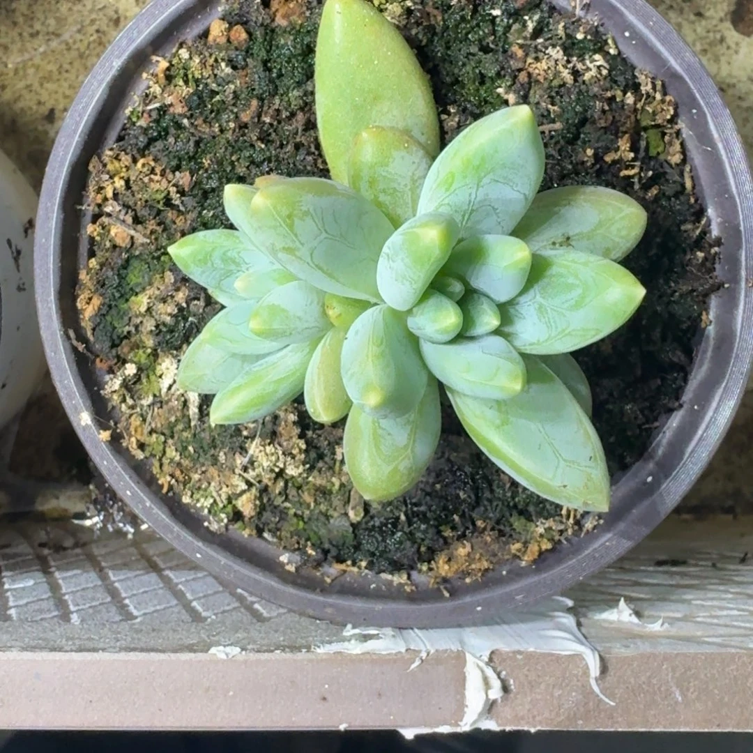 阿蒂斯托 叶插 一物一拍