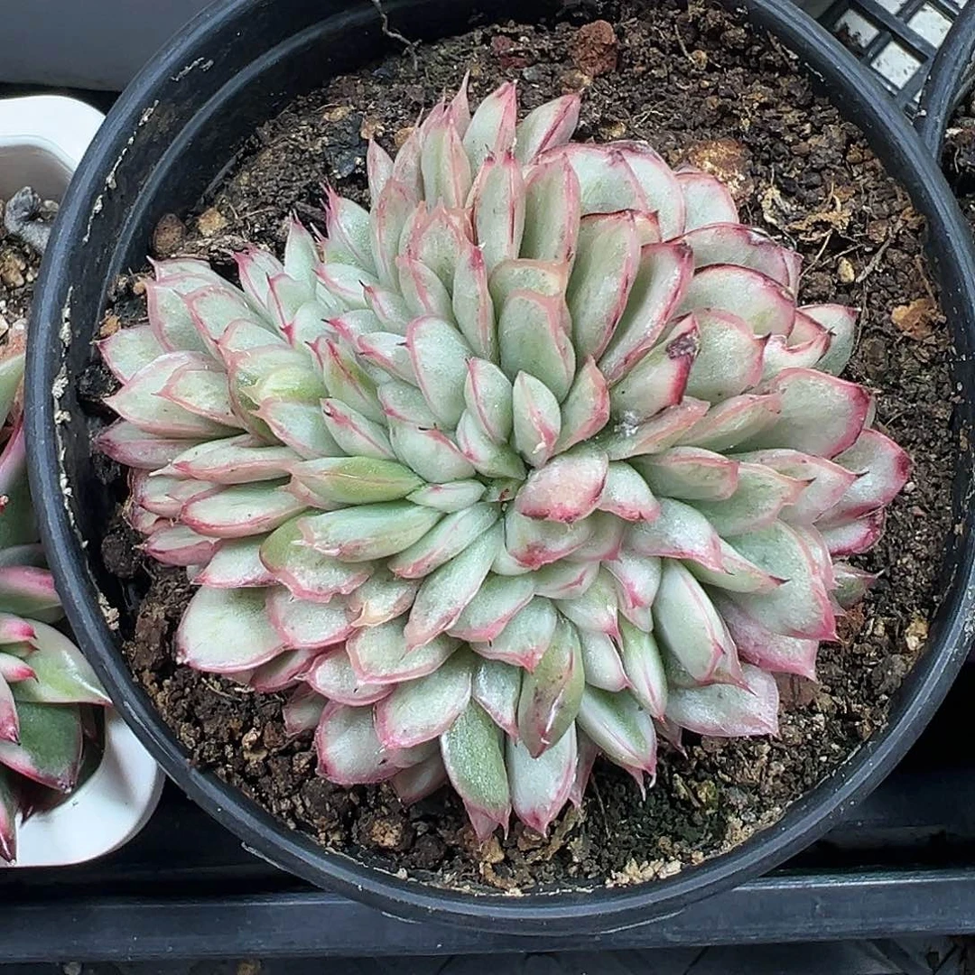 麦秆锦缀多肉植物