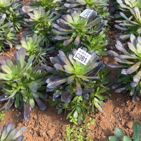 981黑童胡不包断枝