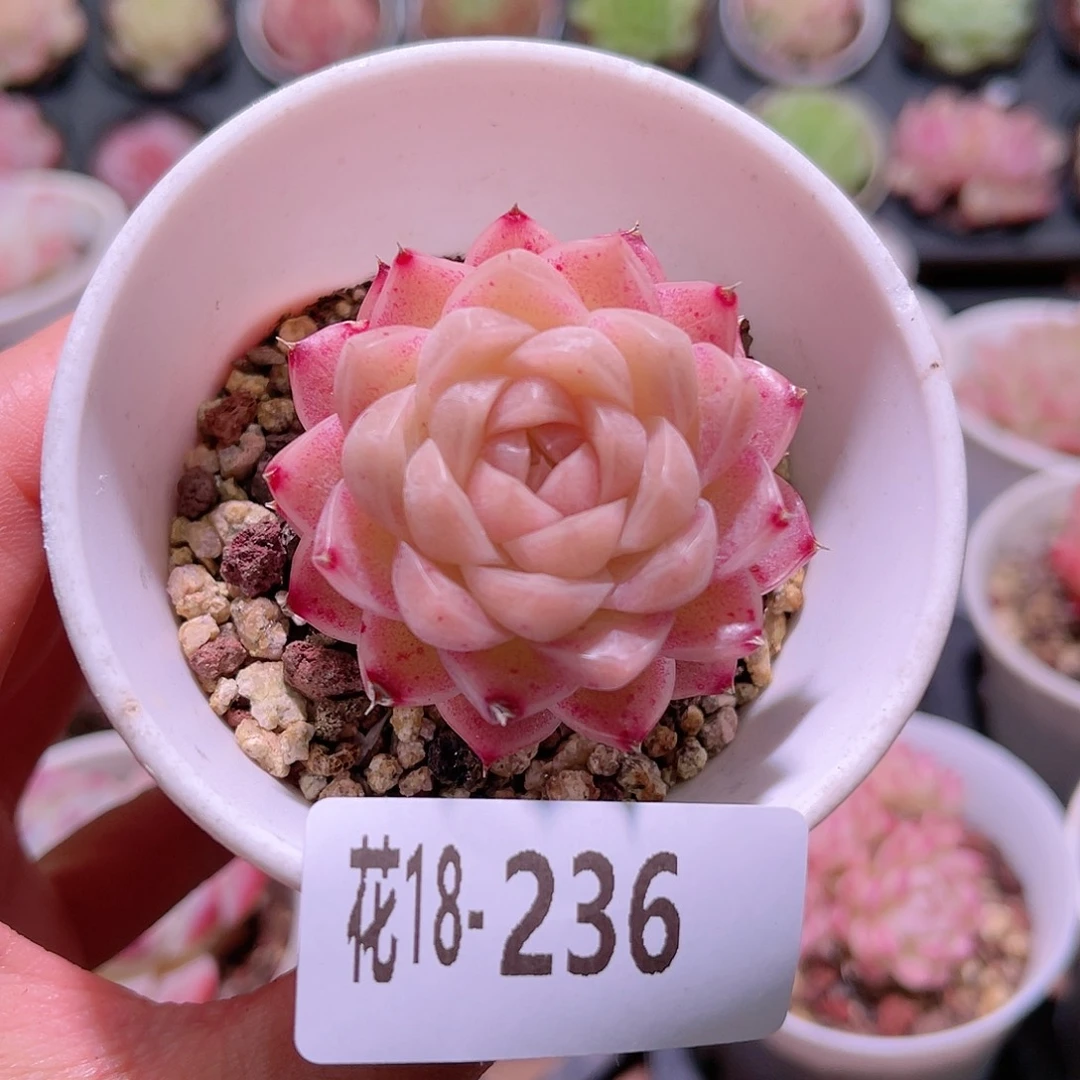 花利美18-236麦秆微瑕