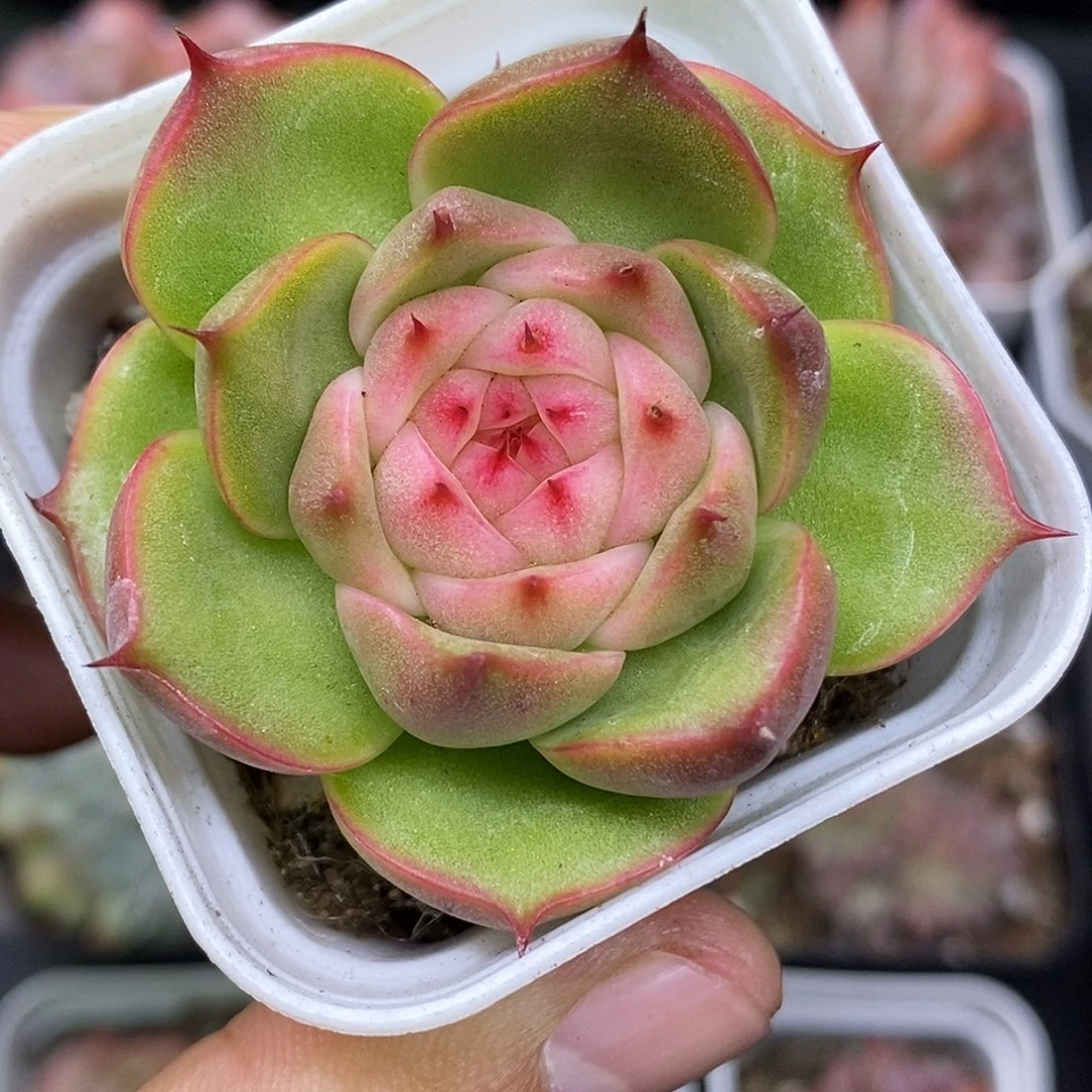 玉玲珑30包邮非偏远