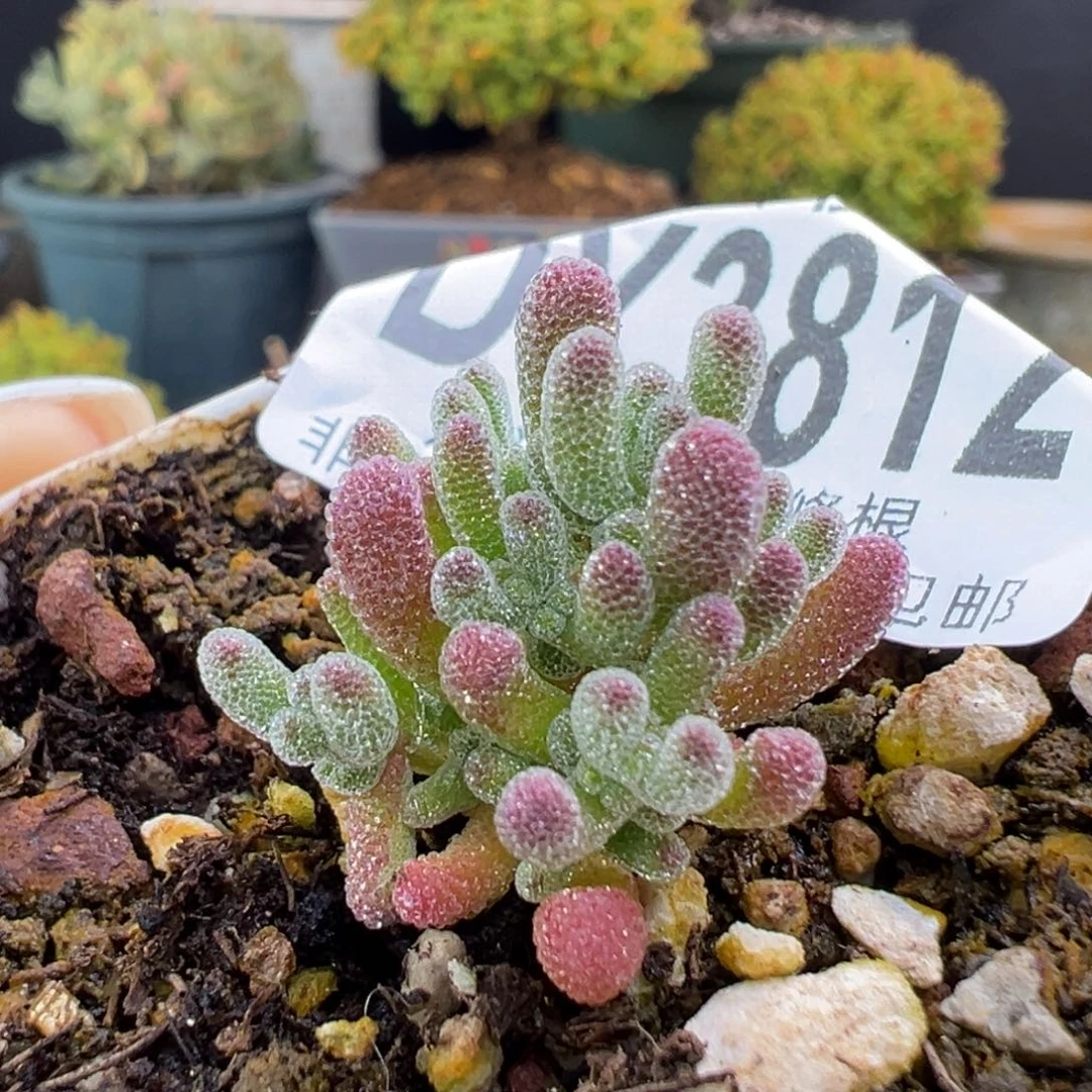 dy3812实生粉冰晶冠幅2cm