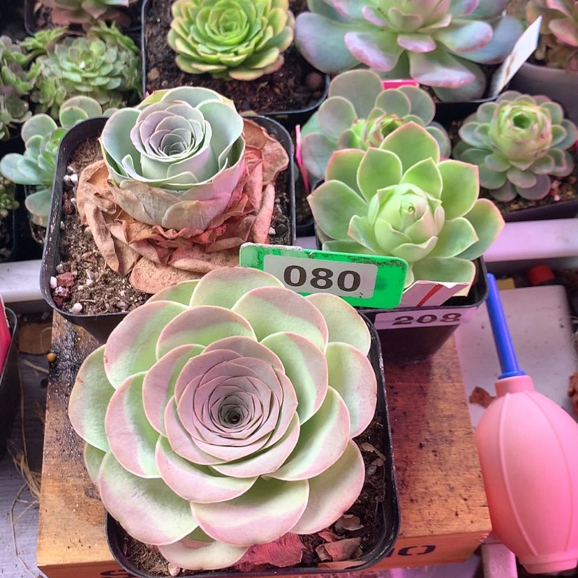 【闪购商品】我*尹三颗金陵爱晚晴帕尔马080