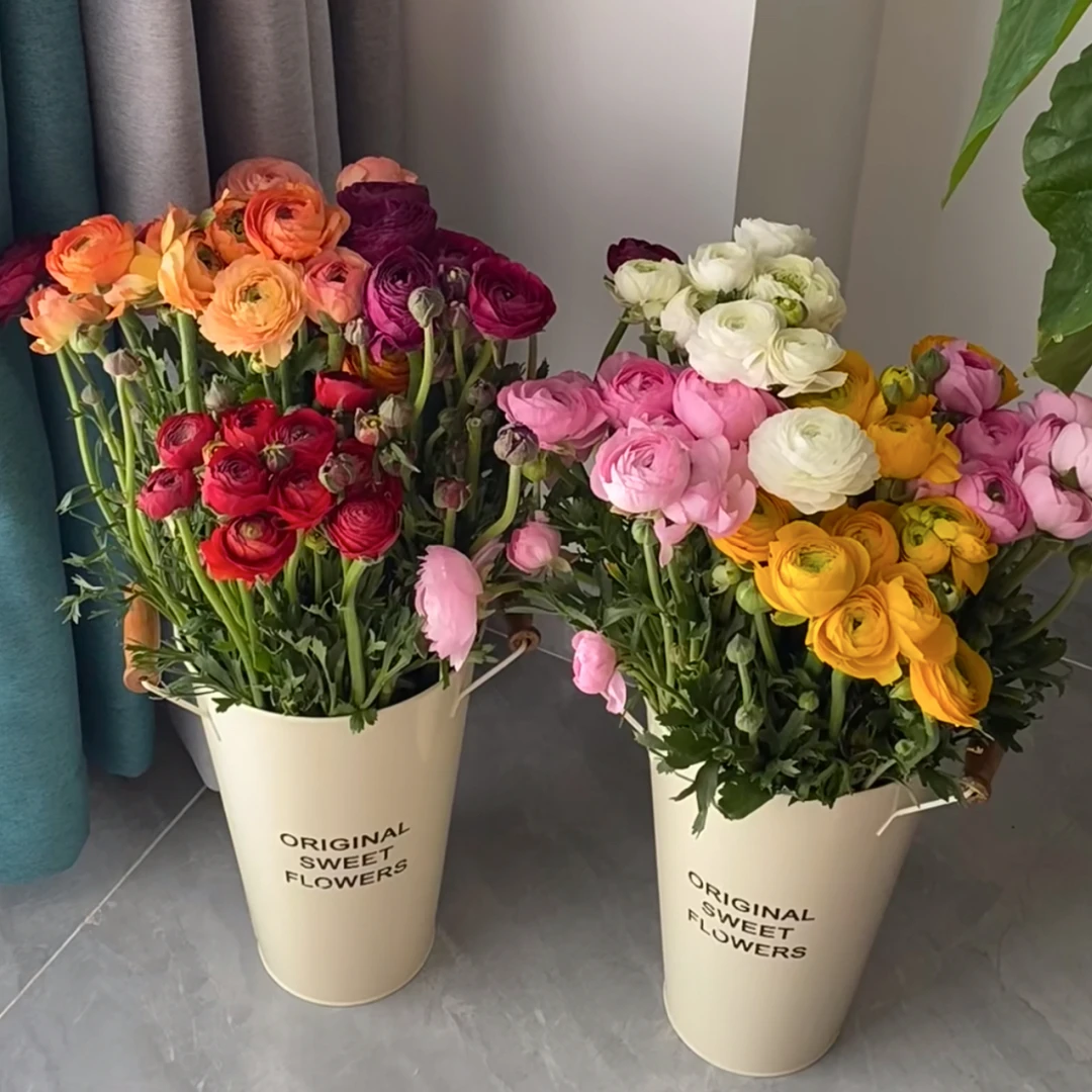 （必须带壳醒花）A级洋牡丹二十支 五色混发 德邦空运