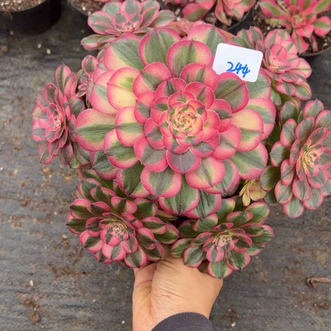 快***宝244海神多肉植物一