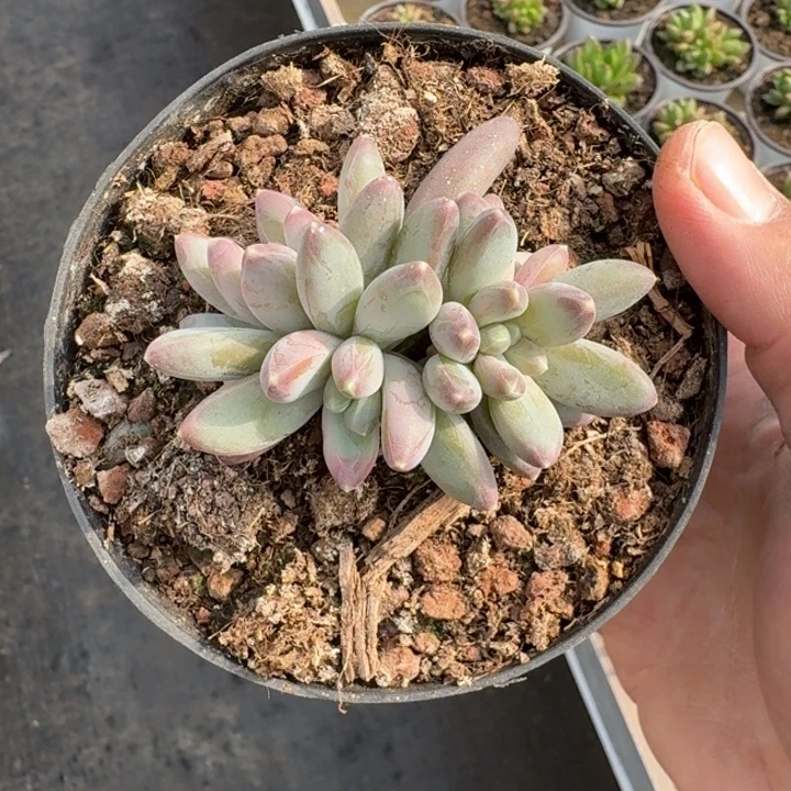 雪戴利 叶插  一物一拍