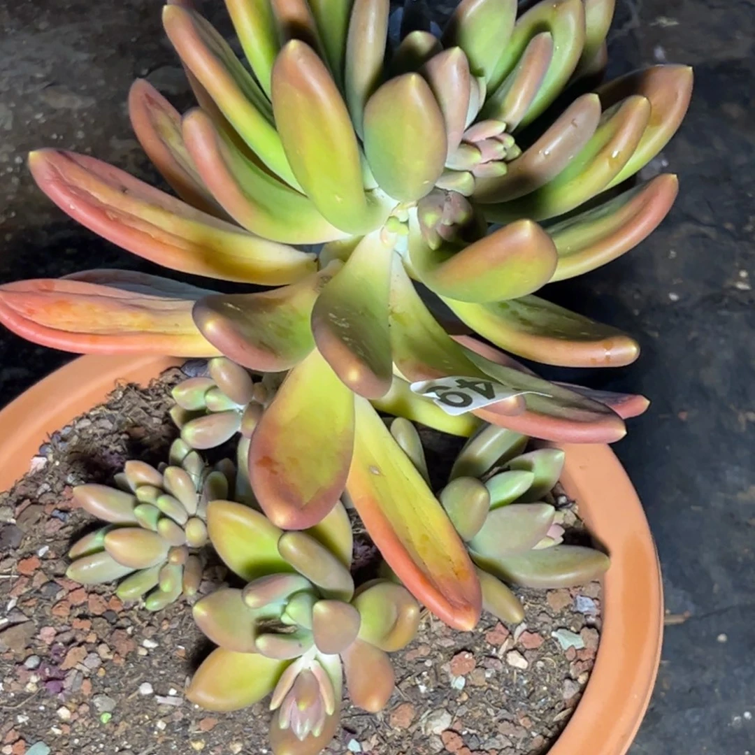 多肉植物金蟾群549