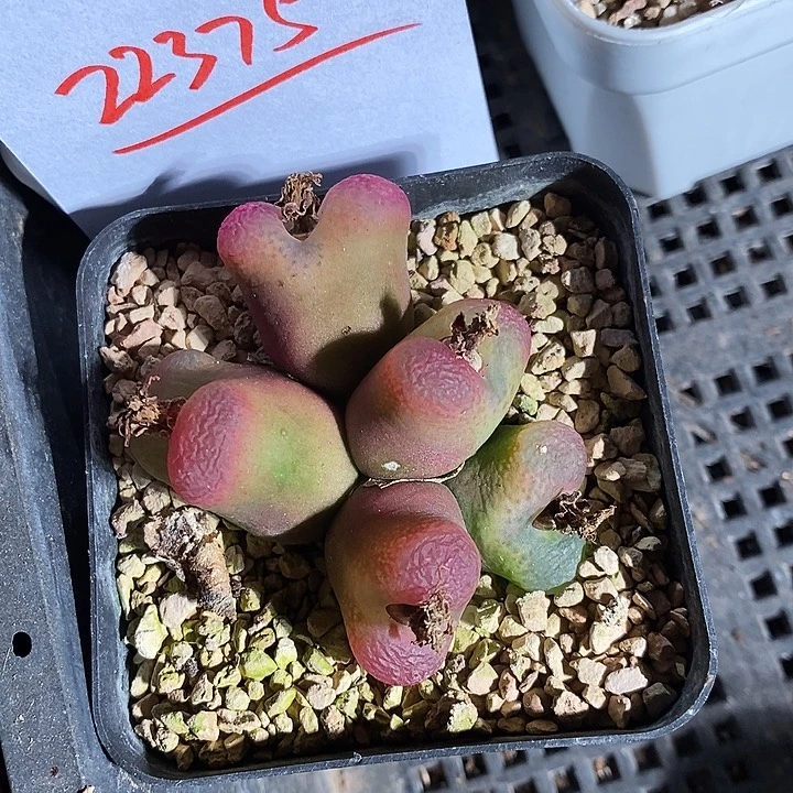 22375。     带盆发货。