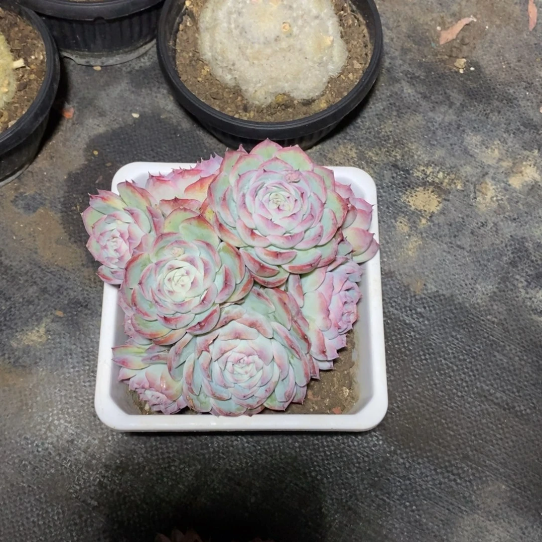 侧影一物一拍一物一拍