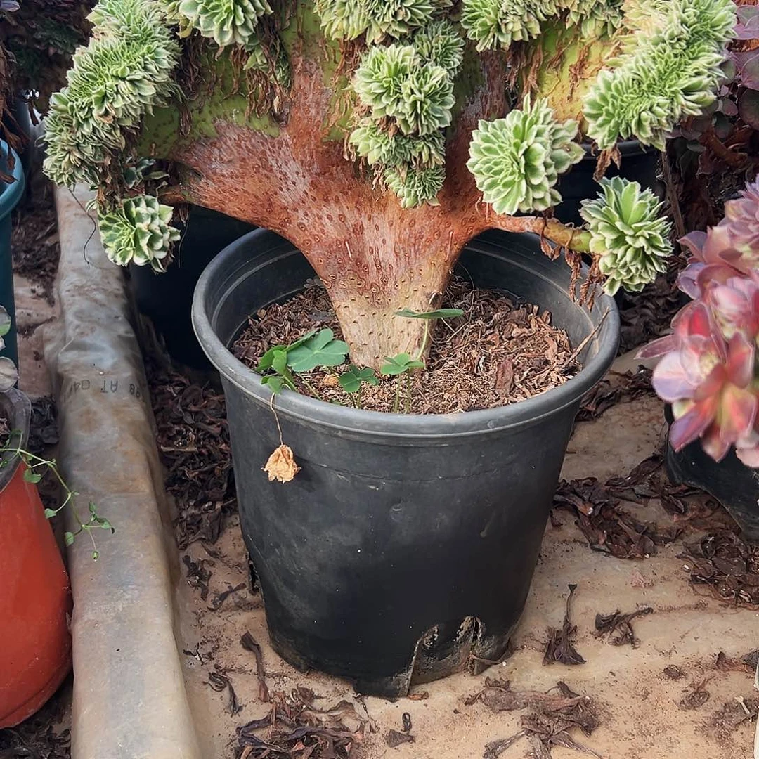 222碧浪缀、多肉植物