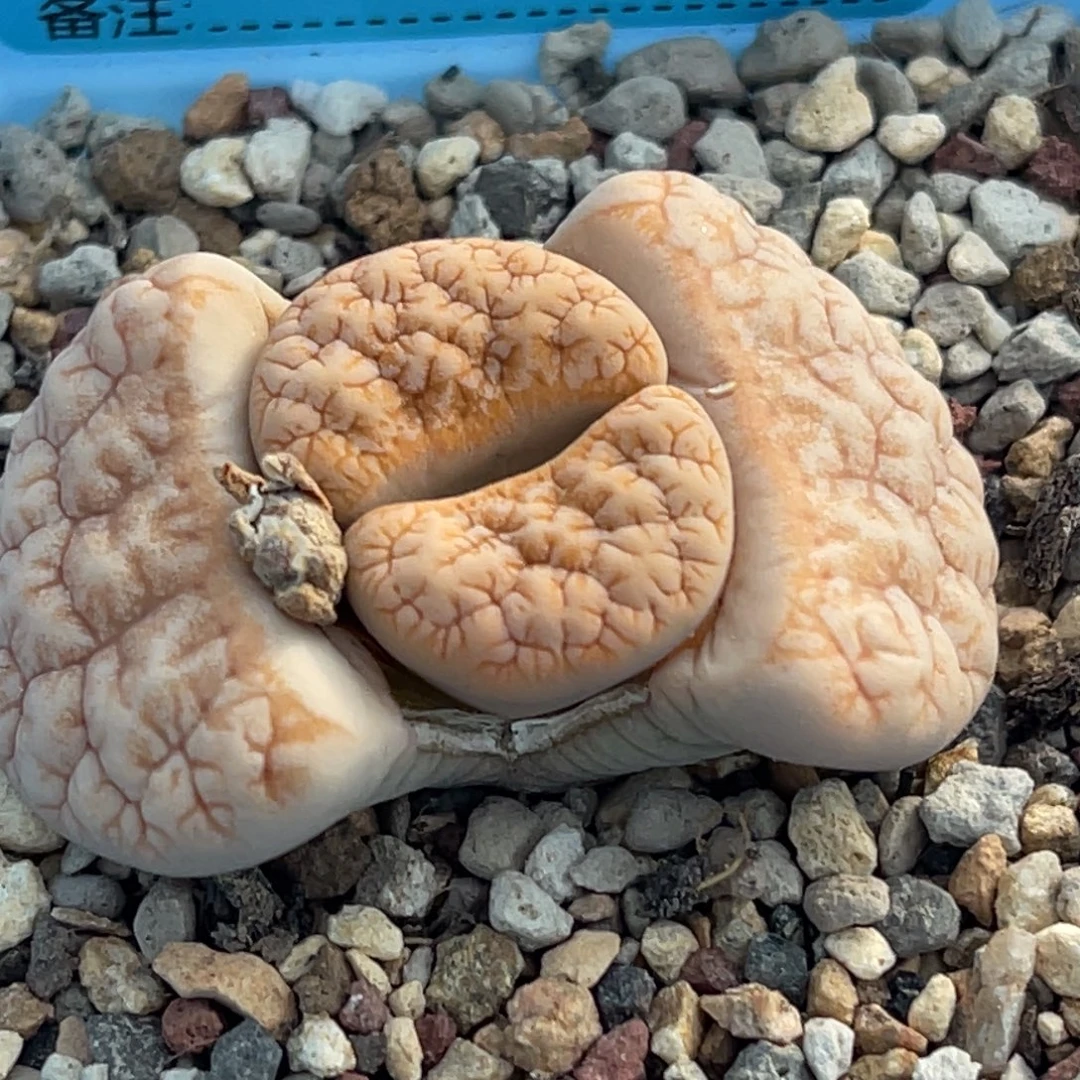 7977睫毛铁189一颗。