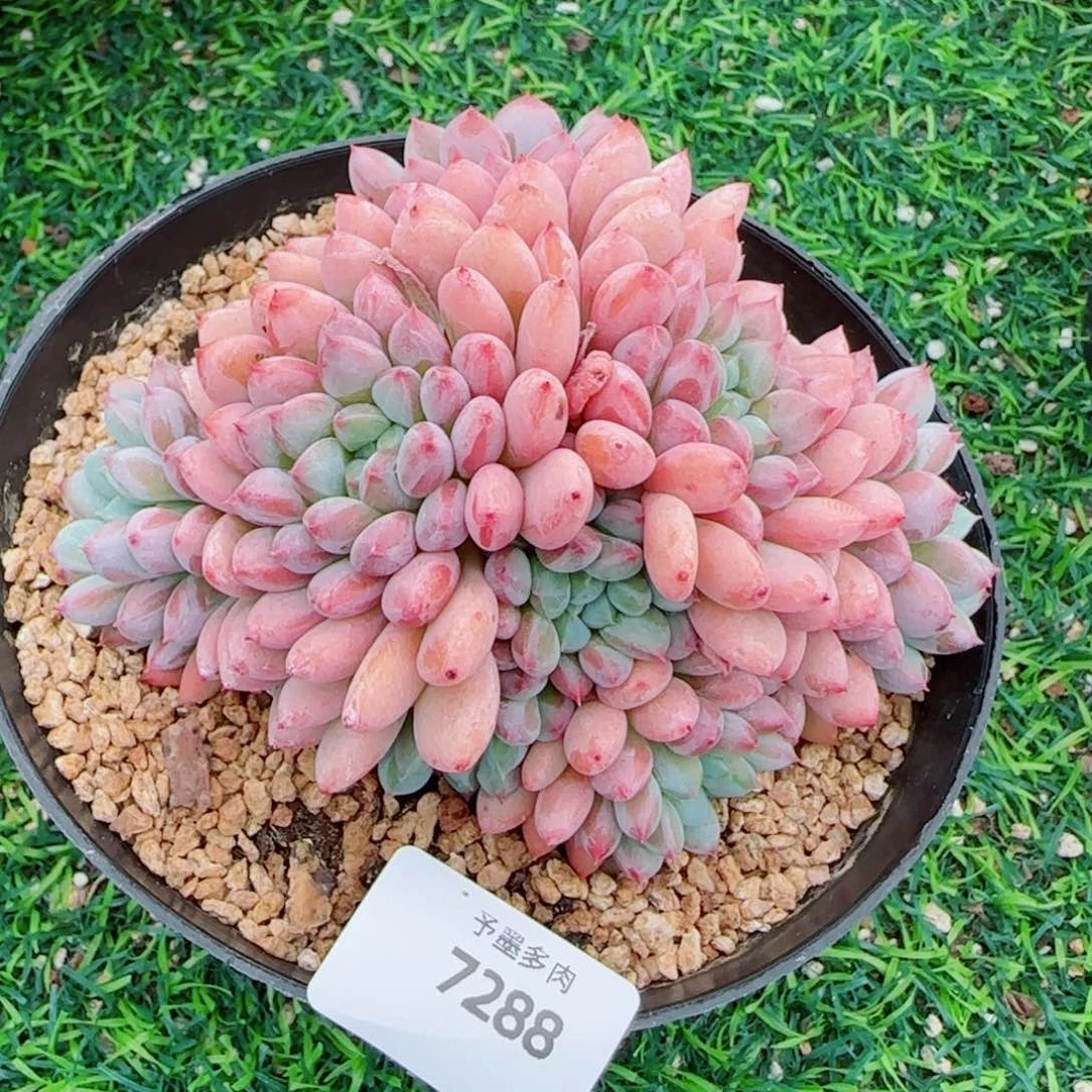 萌多利群，7288多肉植物