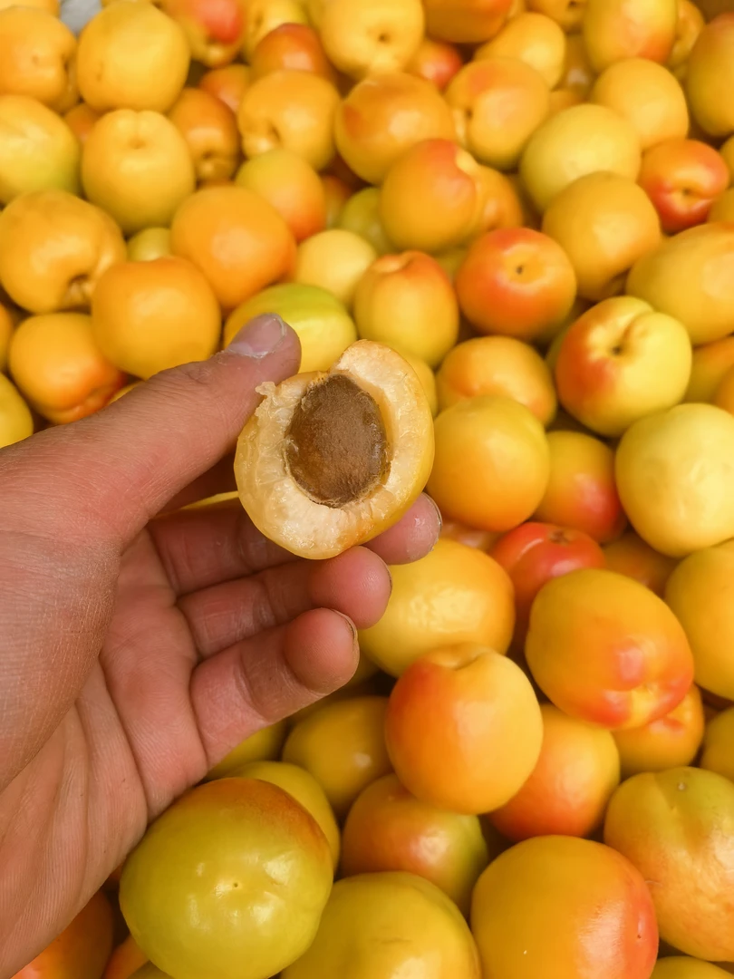 杏子【新疆顺丰空运直发】李光杏，的，特别好吃，杏香味奶油十足