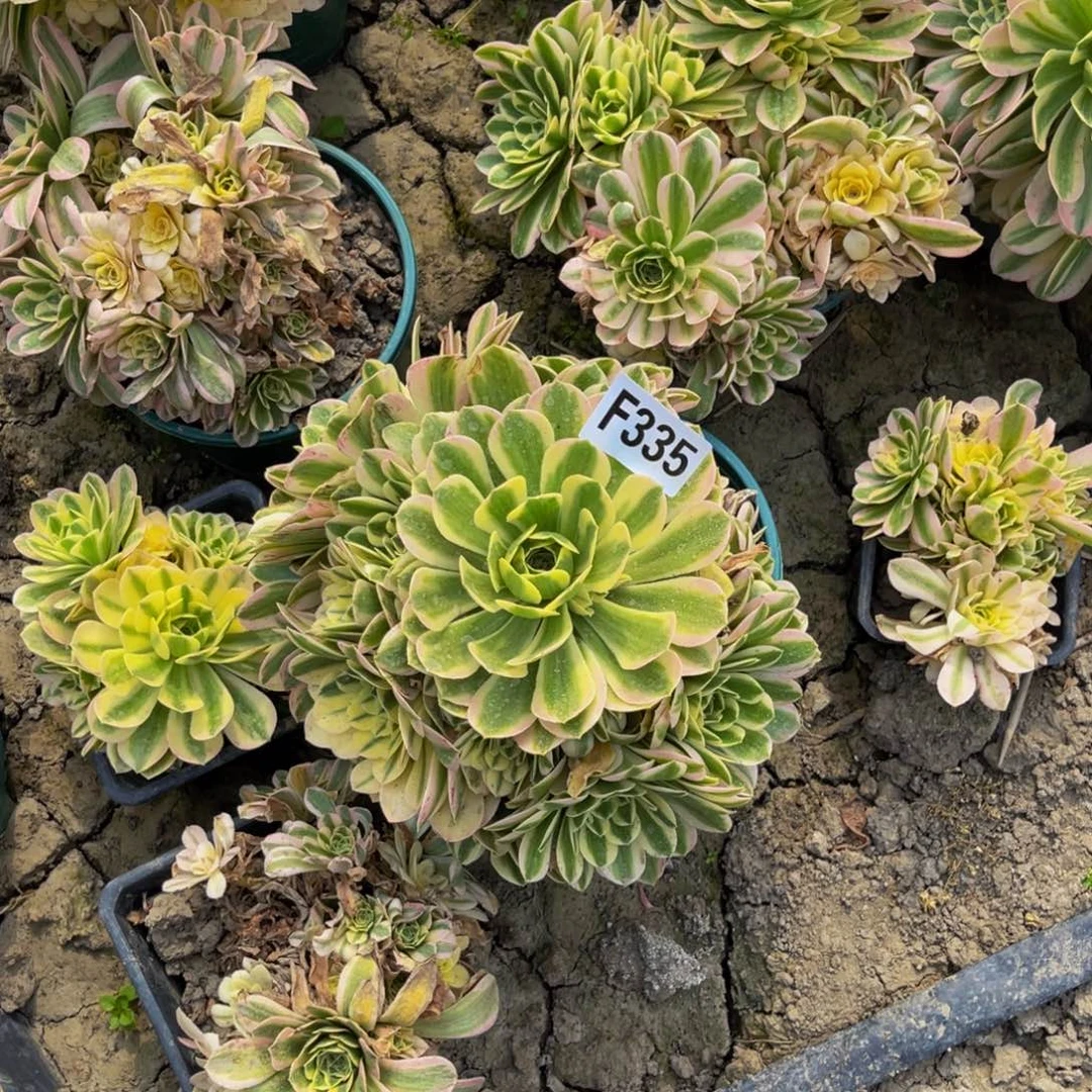 辛尼亚法师朵朵5-42