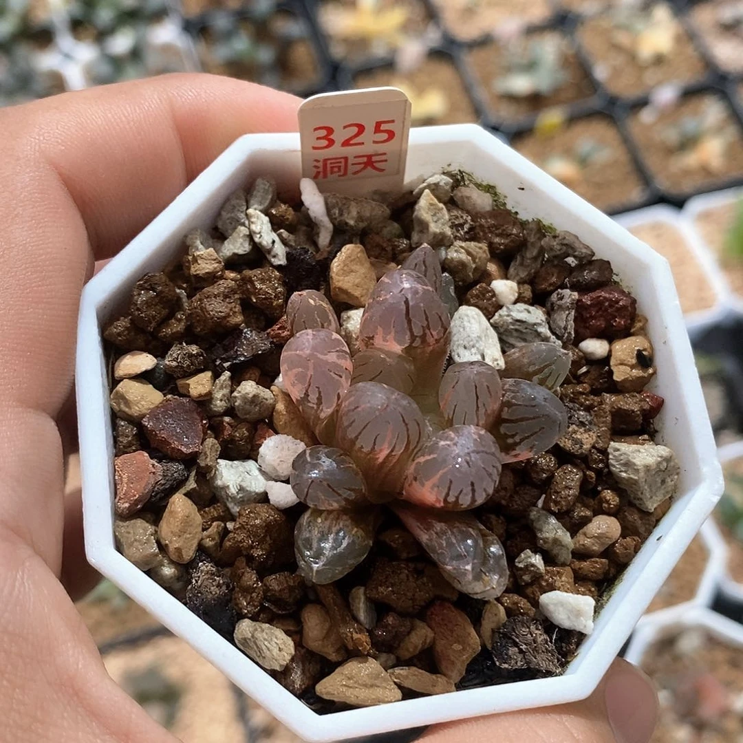 红陶325号红太阳玉露锦一物一拍