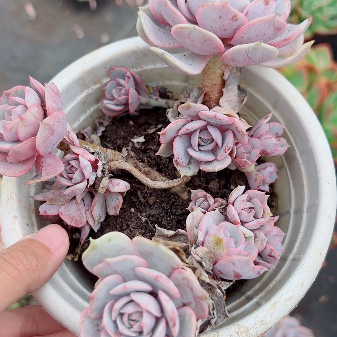 粉蝶多头大盆群老桩精品