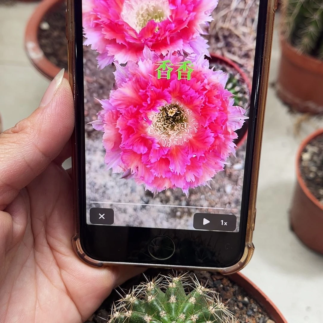 彩草2号羽毛带根4-5公分左右