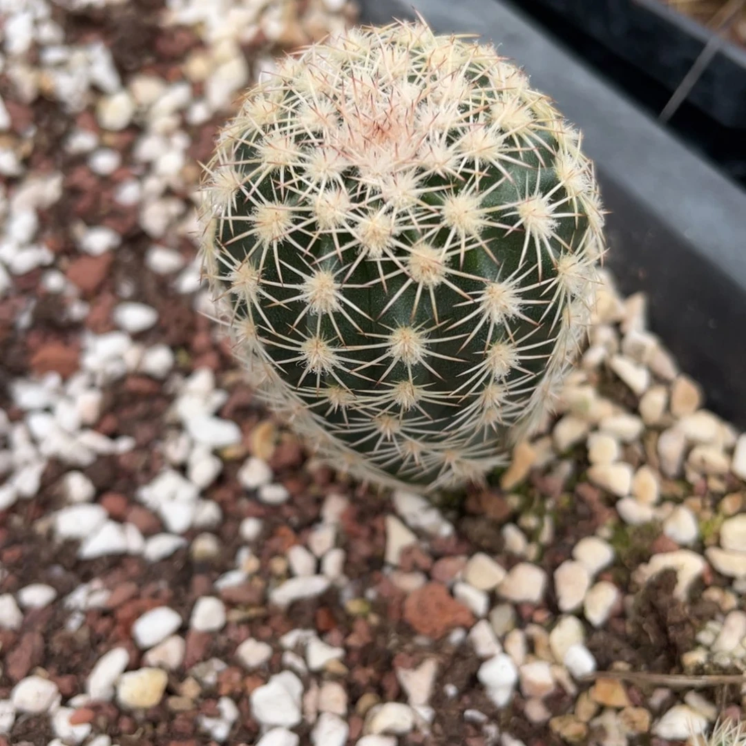 鹿角柱实生仙人球皇冠