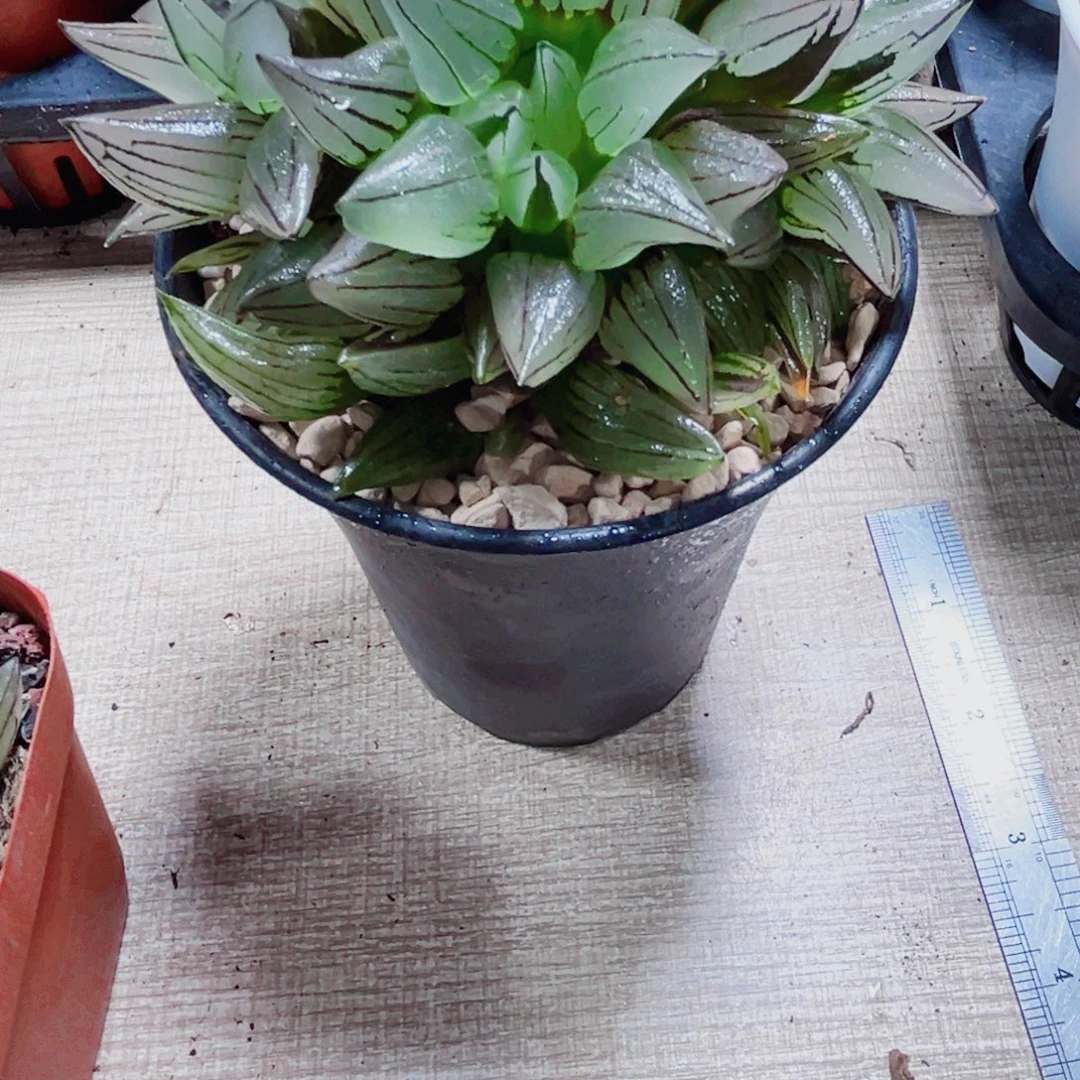 母本西瓜寿多肉植物6666