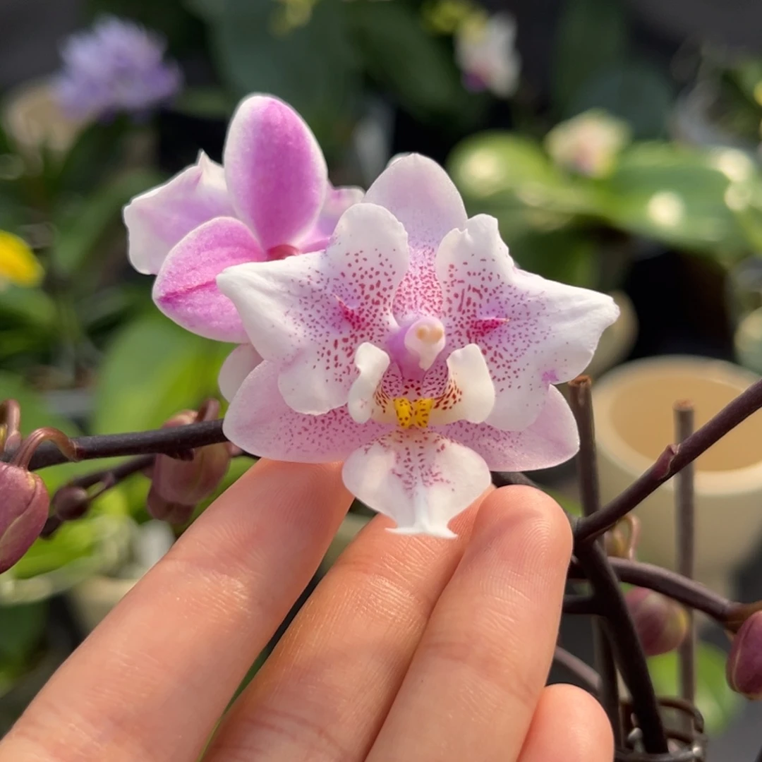 无花朵2.5寸粉少女变异开花株