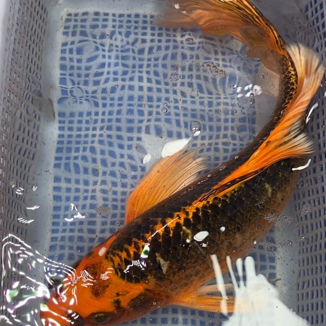 锦鲤冷水锦鲤包邮