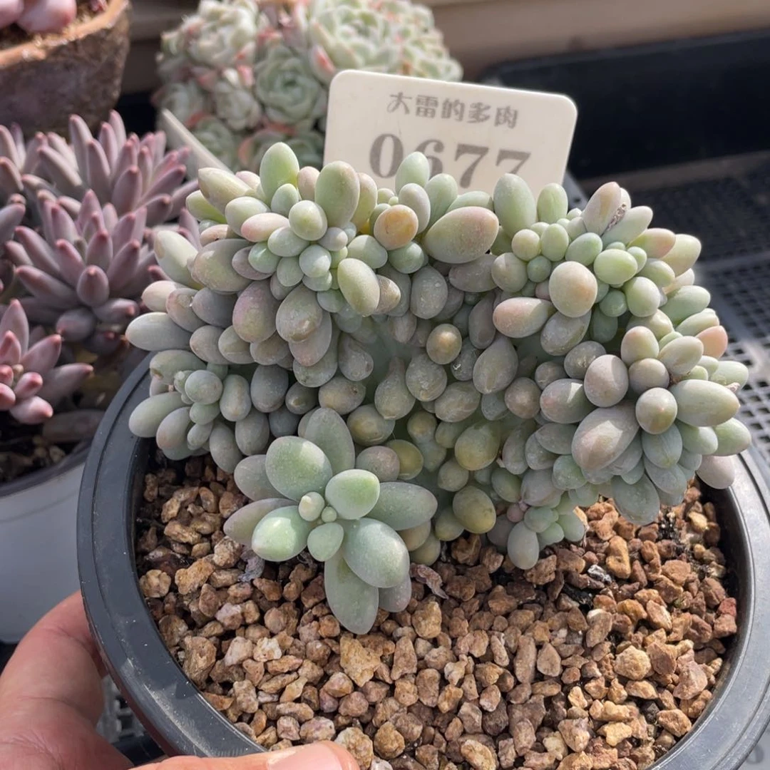 0677汤圆不带盆12厘米