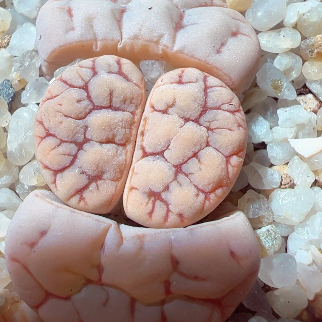 1224-461多肉多日189荒玉