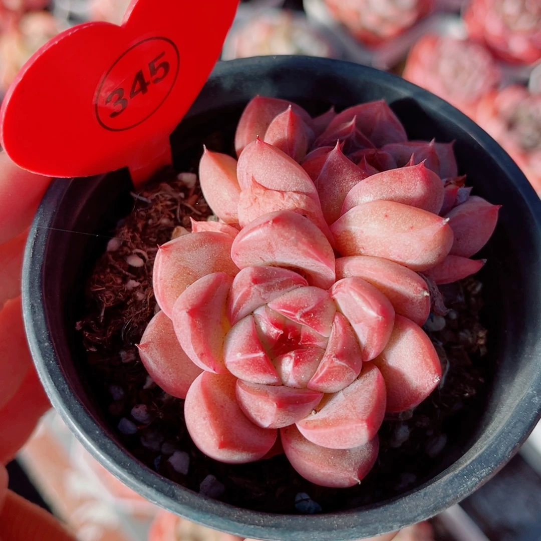 昱***语345号小老桩珍妮双头