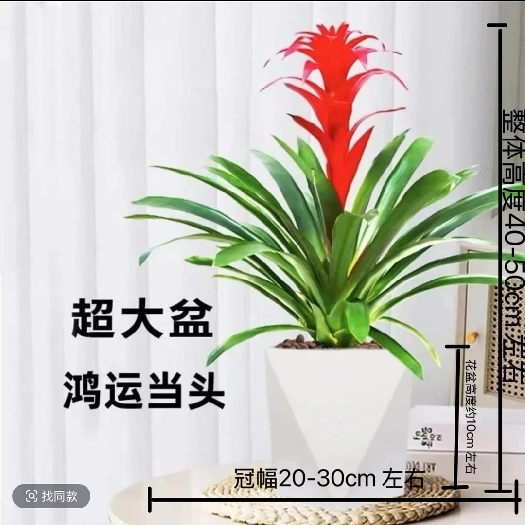 单株苗鸿运当头40-50公分室内桌面懒人绿植基地直发好养凤梨新鲜