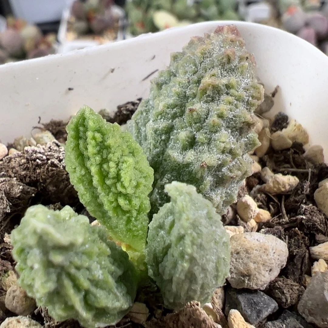 w绿幽灵多肉植物水泡