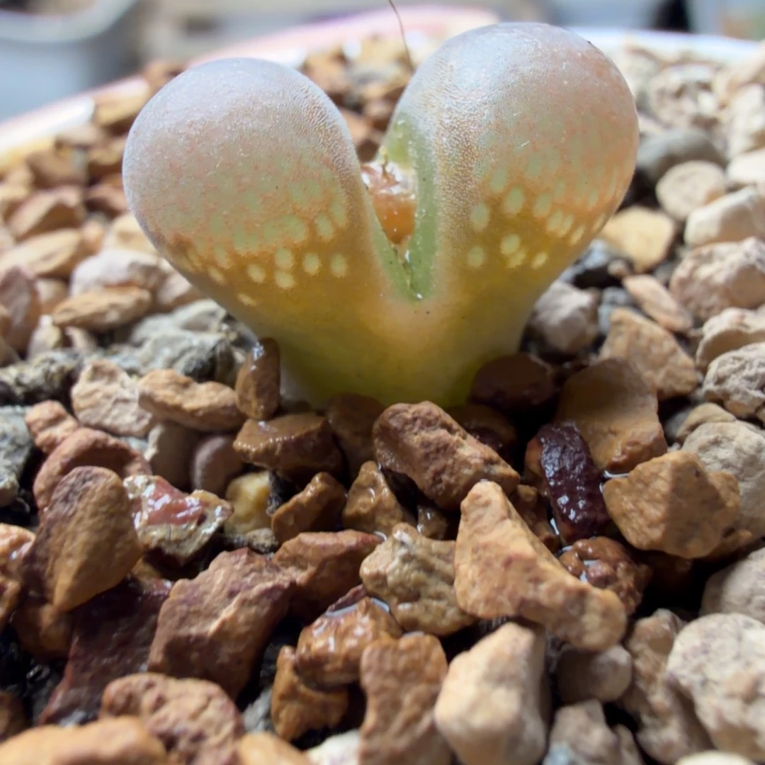 鱼子酱精品母本一颗882号