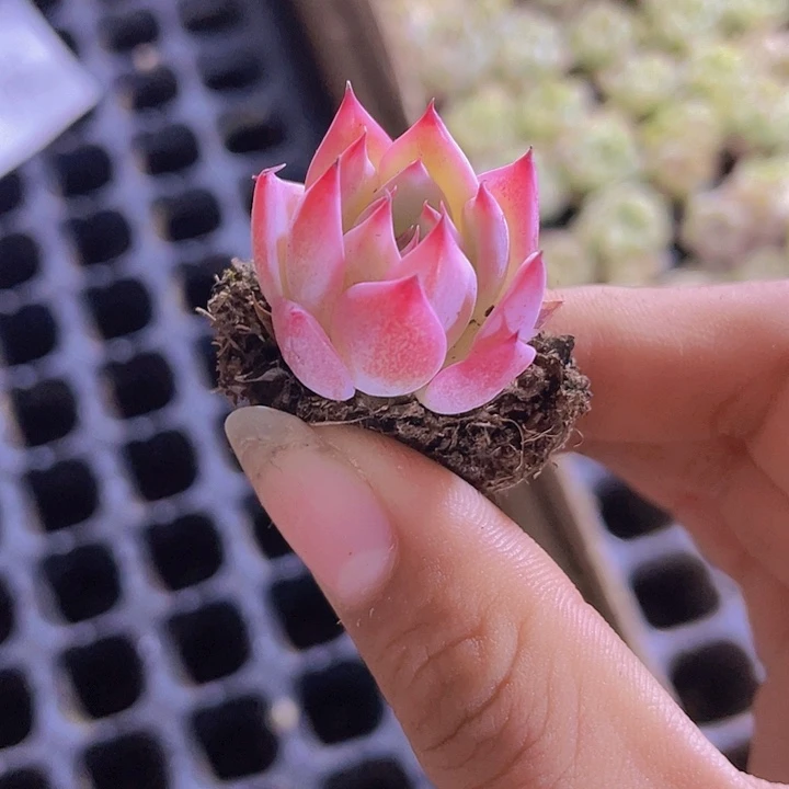 57精品吉娃娃2颗一组