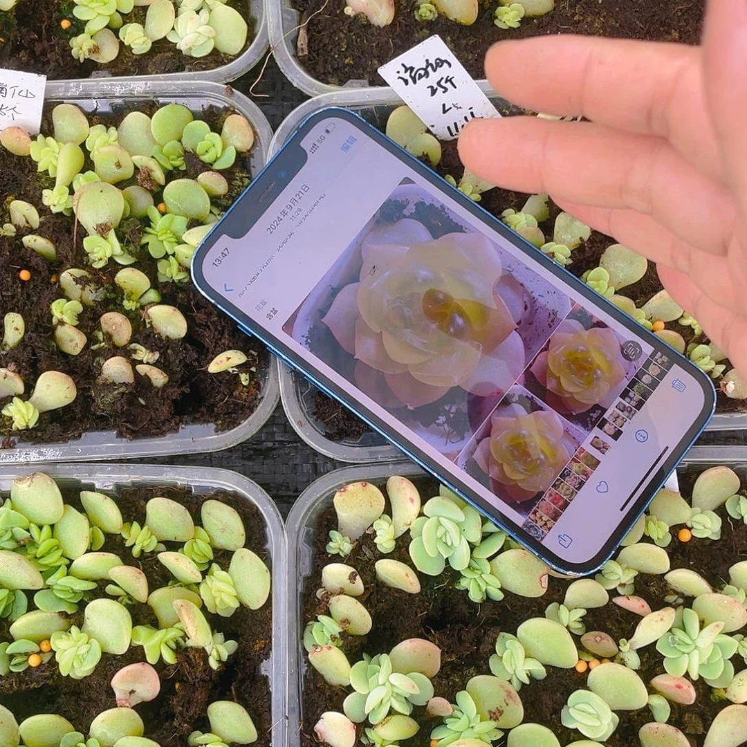 谪仙芝麻苗一个满25包邮