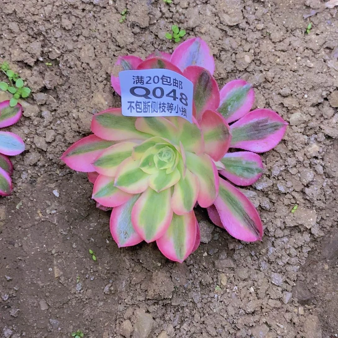 048女巫多肉法师锦