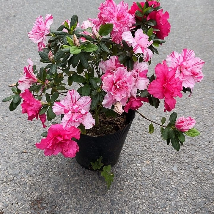 杜鹃盆景杜鹃老桩浪*滔24