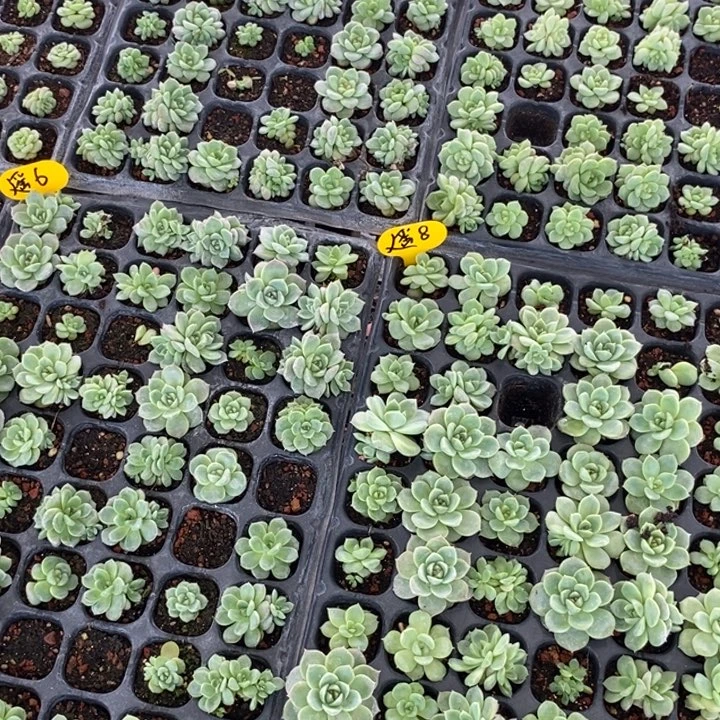 遥遥领先小苗10颗套餐不重复