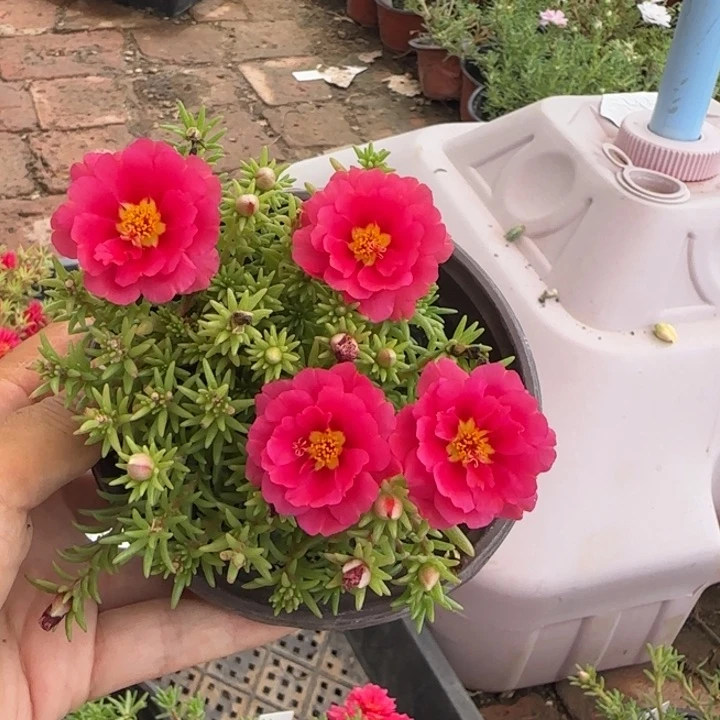 当前无花朵，栽培后可花朵量拍矮墩墩红超小苗盆口10cm