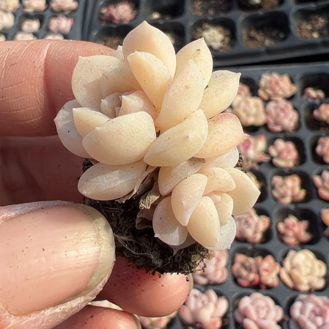 小卡拉米糖心一物一拍