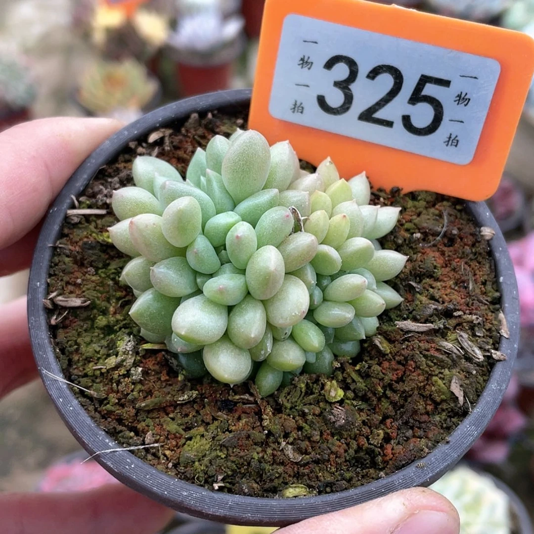 【闪购商品】325号