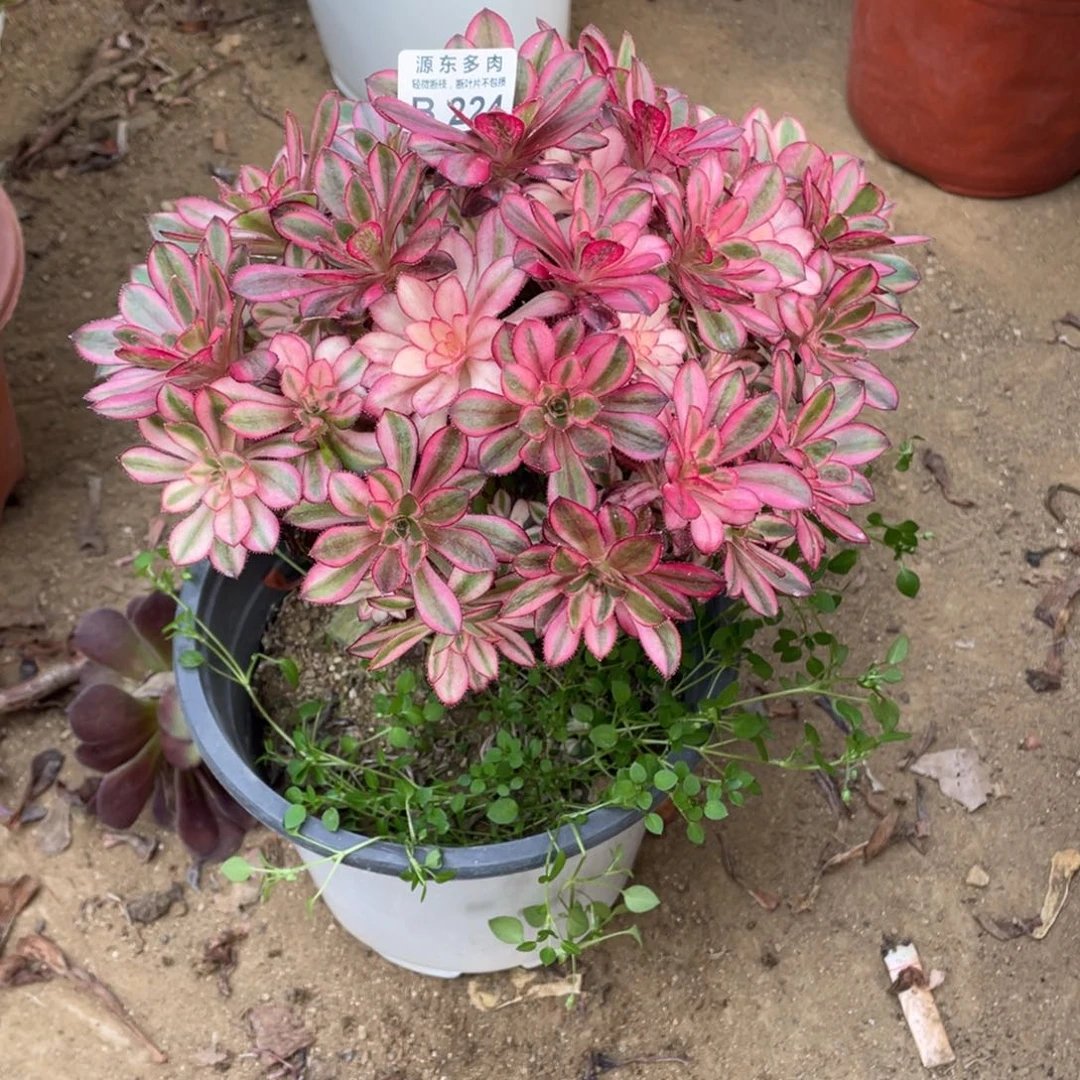 224香奈儿多肉法师断枝不包