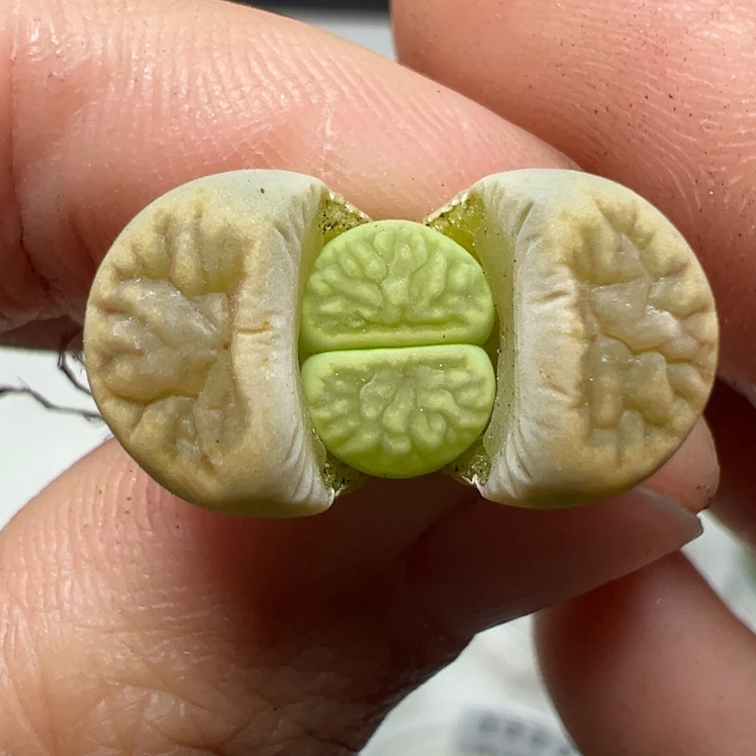 【闪购商品】1121……